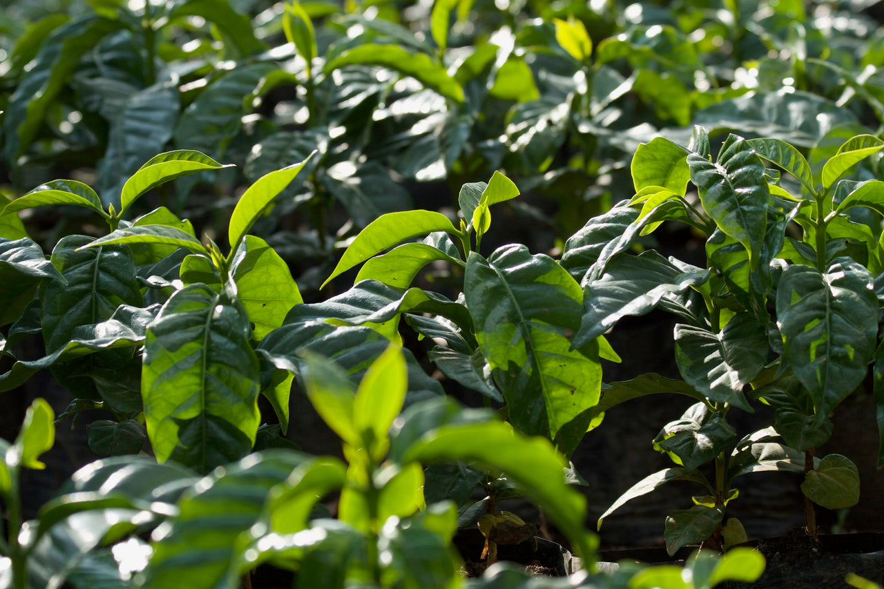 Guatemala El Pacayal