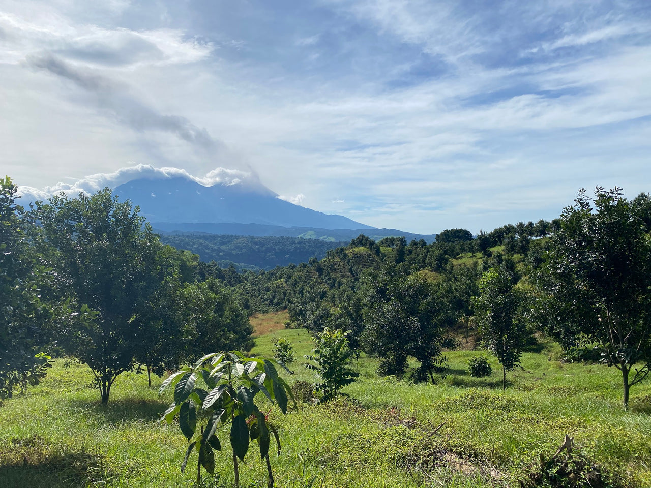 Guatemala El Pacayal