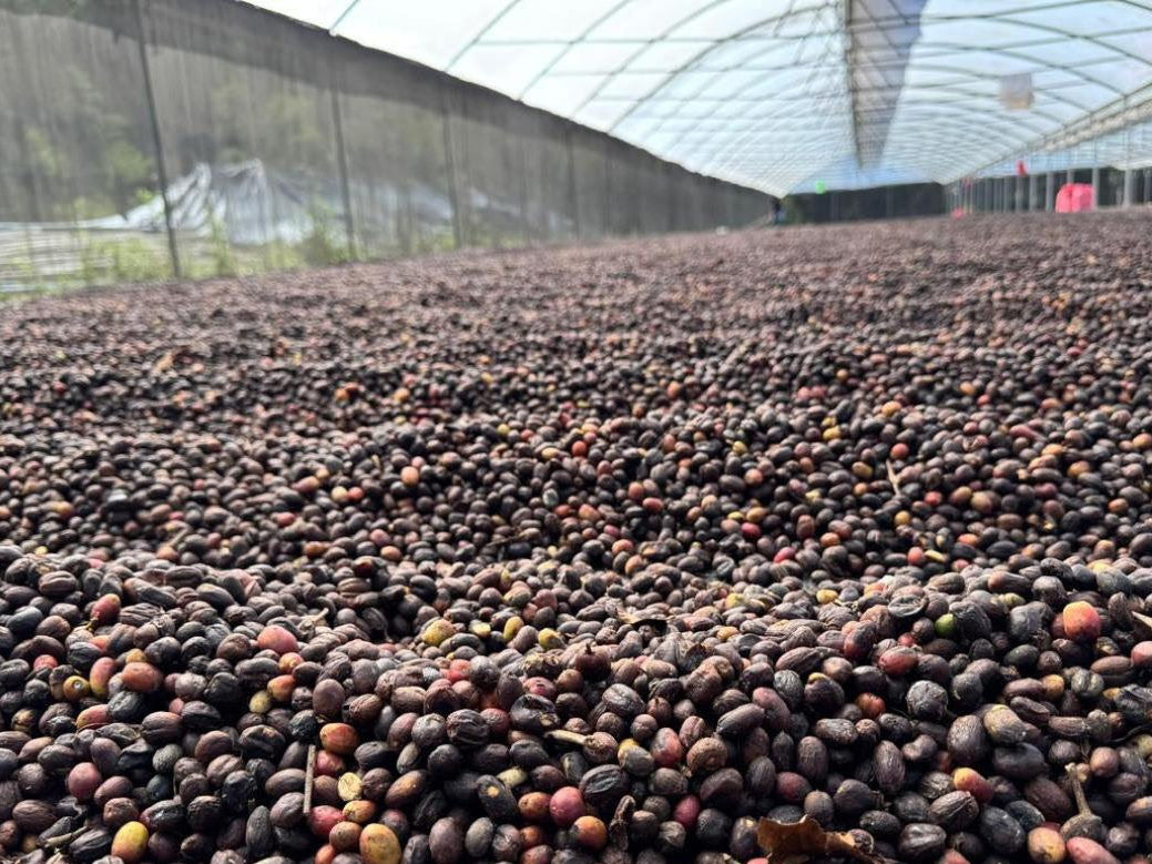 Nicaragua Aranjuez, Natural - SPECIAL RELEASE