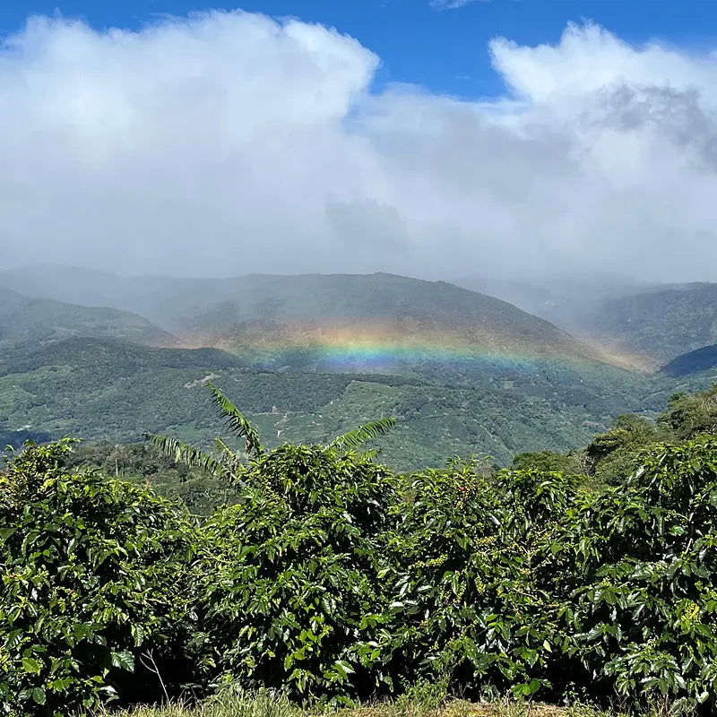 Costa Rica La Victorina