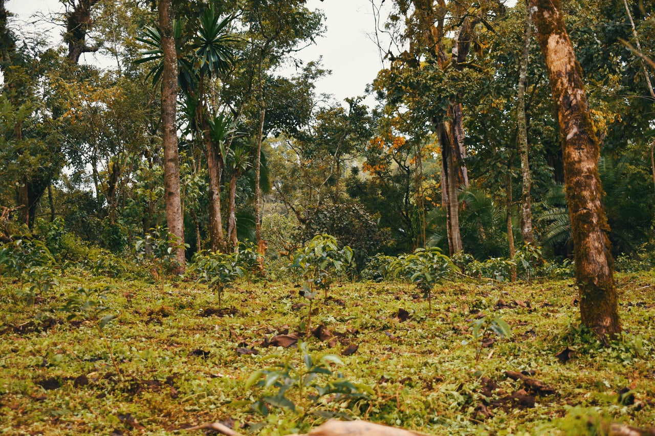 Ethiopia Zema Natural