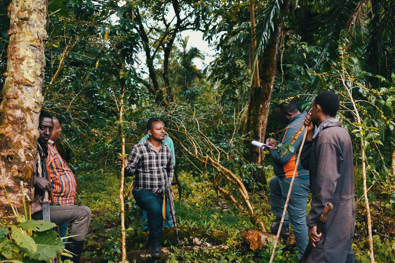 Ethiopia Zema Natural