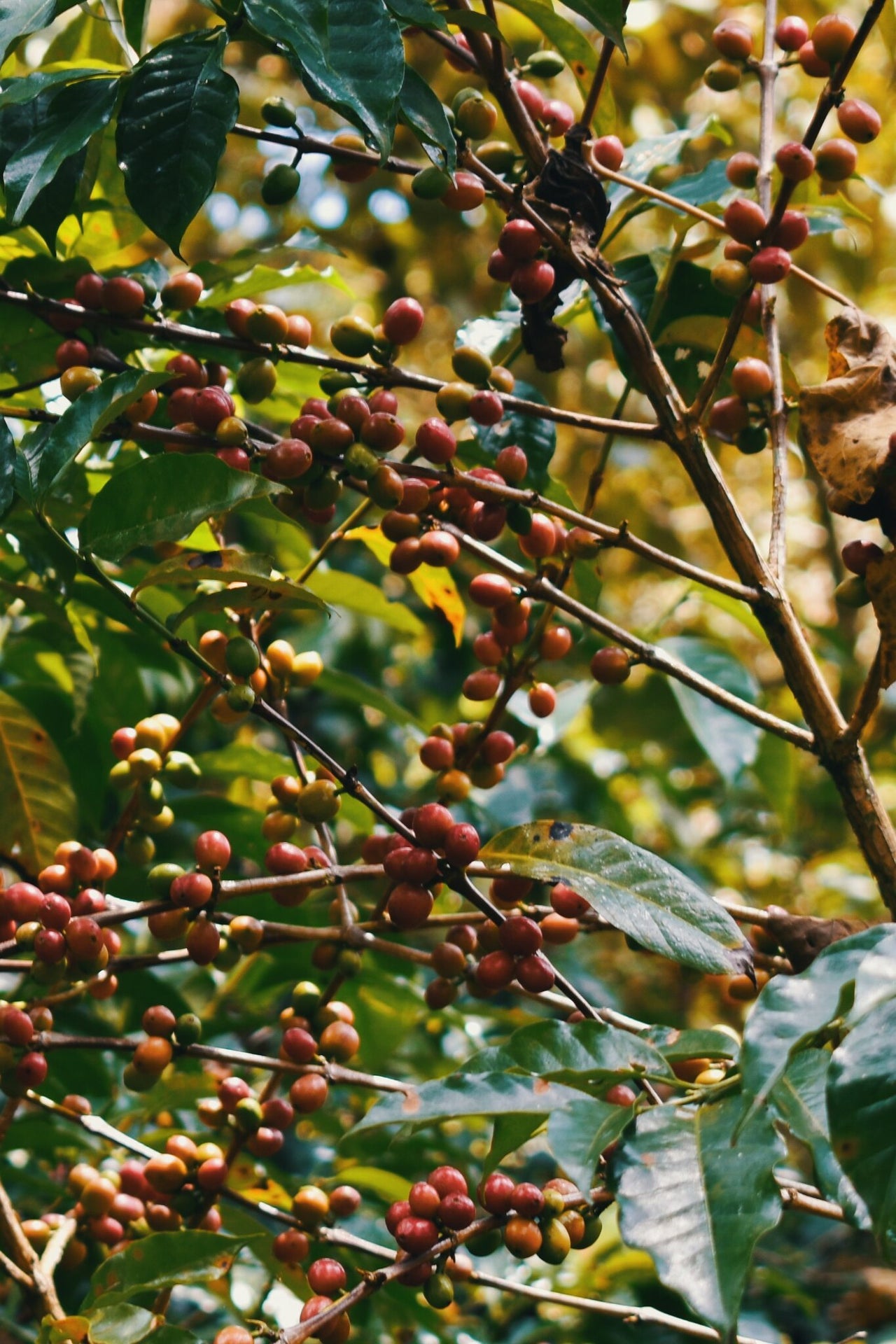 Ethiopia Zema Natural