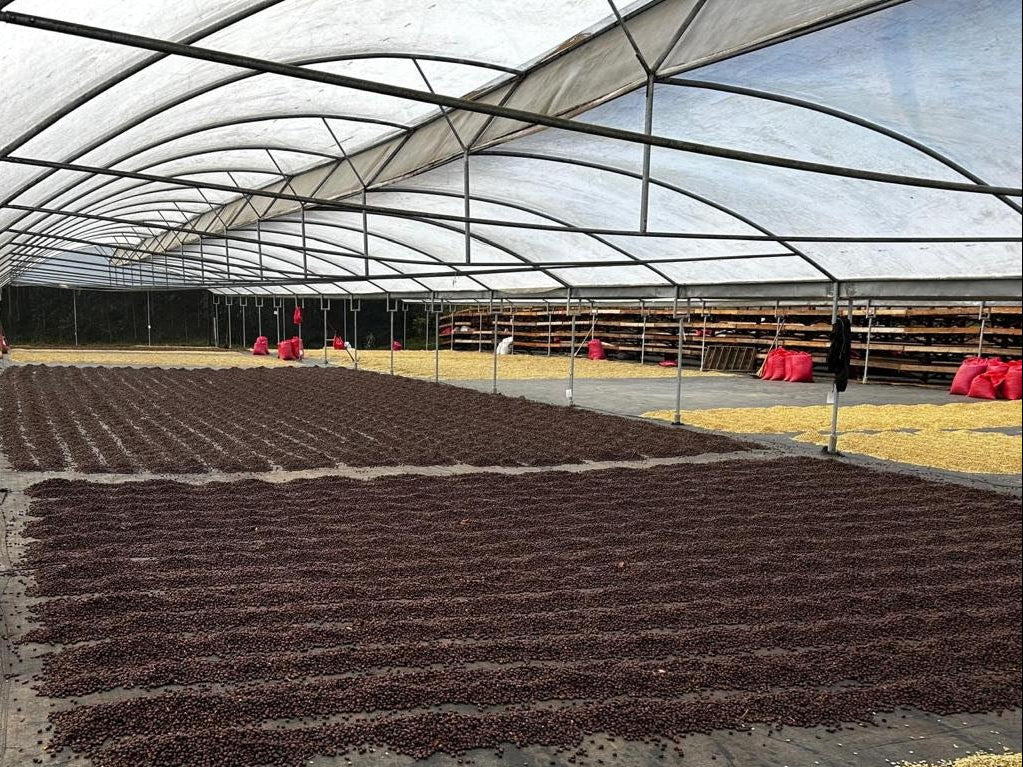 Nicaragua Aranjuez, Natural - SPECIAL RELEASE