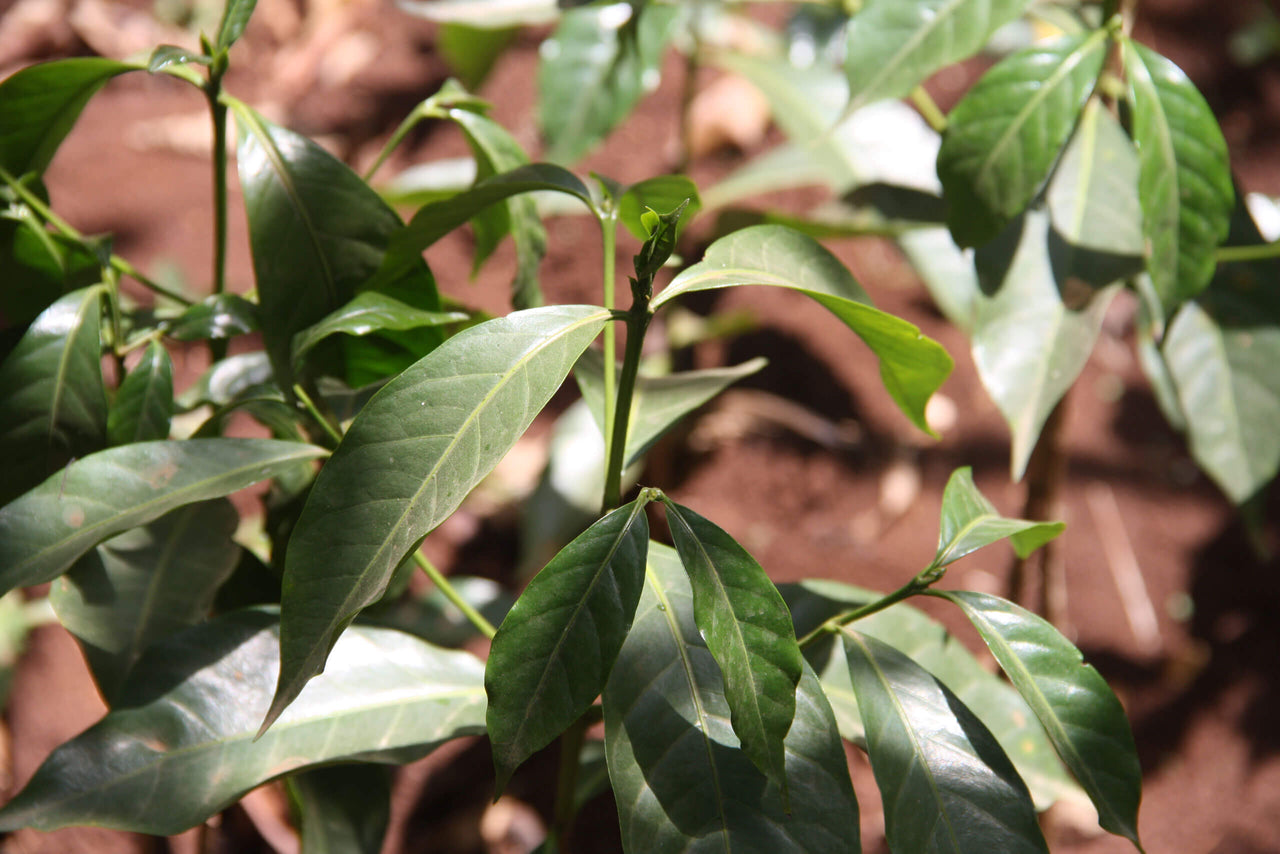close up of leaves of coffee plant
