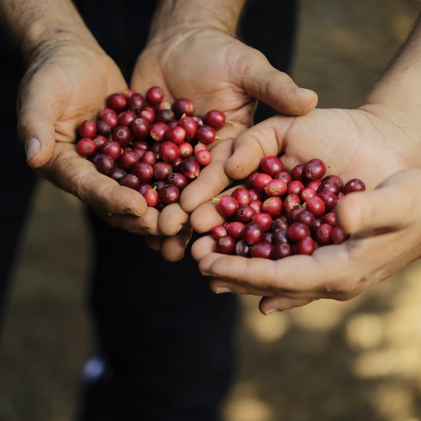 Brazil Oberon Natural - Pickup