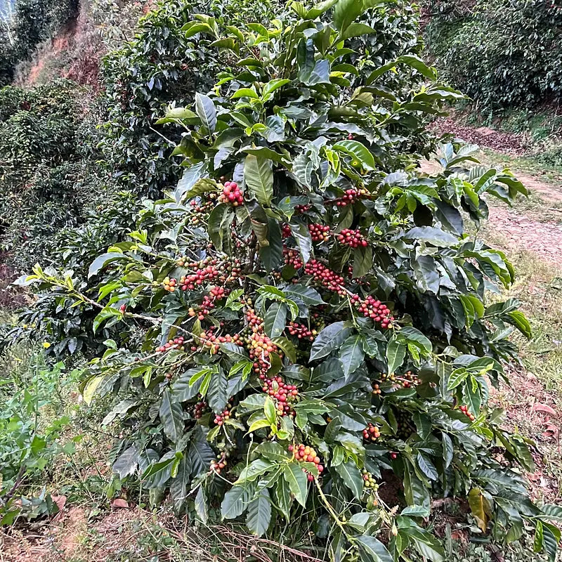 Costa Rica La Victorina